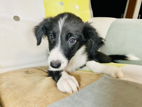 ボーダー・コリー 犬の販売・譲渡 4731 生後2ヶ月の頭の良いお利口さんなボーダーコリー