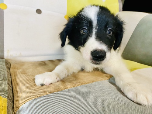 ボーダー・コリー 犬の販売・譲渡 4732 生後2ヶ月のとってもお利口さんなボーダーコリー