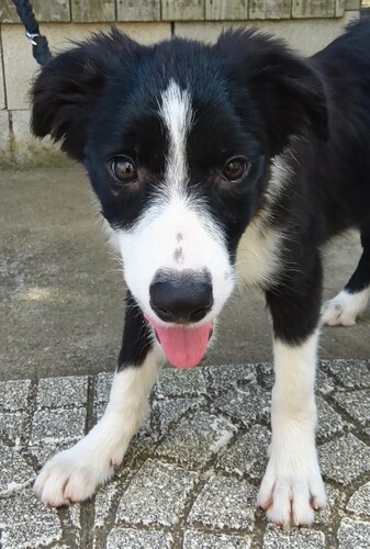 ボーダー・コリー 犬の販売・譲渡 4733 元気いっぱい ブラックアンドホワイトの男の子