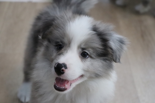 ボーダー・コリー 犬の販売・譲渡 4736 外産良血統♪フレンドリーで賢い子です