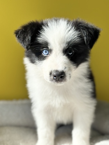 ボーダー・コリー 犬の販売・譲渡 4737 右目ブルー7181