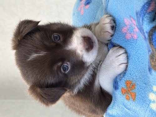 ボーダー・コリー 犬の販売・譲渡 4739 長女チョコトライ 遺伝性疾患12項目発症リスクなし