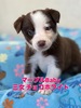 ボーダー・コリー 子犬 探す 遺伝性疾患12項目発症... 4741