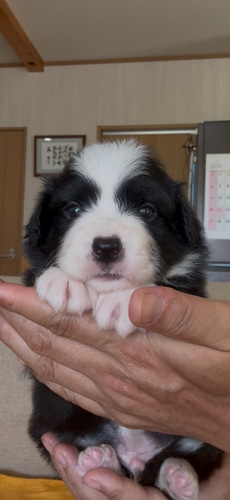 �ǌ����I�{�[�_�[�R���[�@�N�����ʉ��i�ł��B ���̔̔� 4744