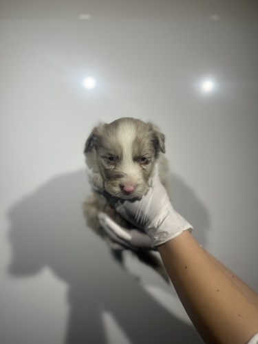 �{�[�_�[�E�R���[  ���̔̔��E���n 4746 �`���R���[�g�}�[��8944