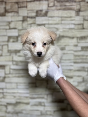 �{�[�_�[�E�R���[  ���̔̔��E���n 4749 ���b�h&�z���C�g0134