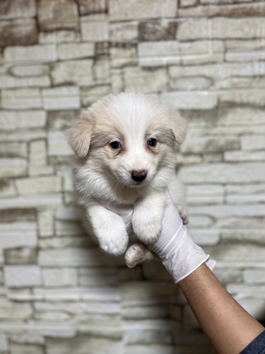 ボーダー・コリー 犬の販売・譲渡 4750 レッド&ホワイト2164