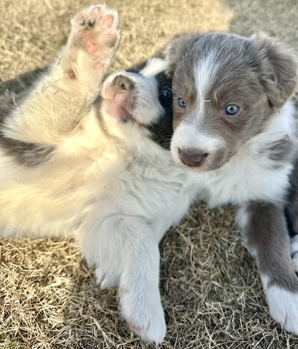 �C�U�x���E�u���[�̂��ӂ��ӂŉ����{�[�_�[ ���̔̔� 4752