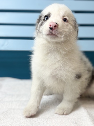 �{�[�_�[�E�R���[  ���̔̔��E���n 4754 �u���[�}�[��1279