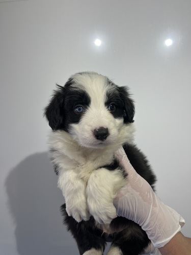 �{�[�_�[�E�R���[  ���̔̔��E���n 4759 �u���b�N&�z���C�g3024