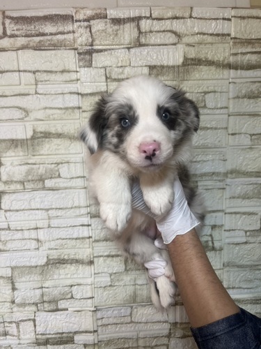 �{�[�_�[�E�R���[  ���̔̔��E���n 4760 �u���[�}�[��3475