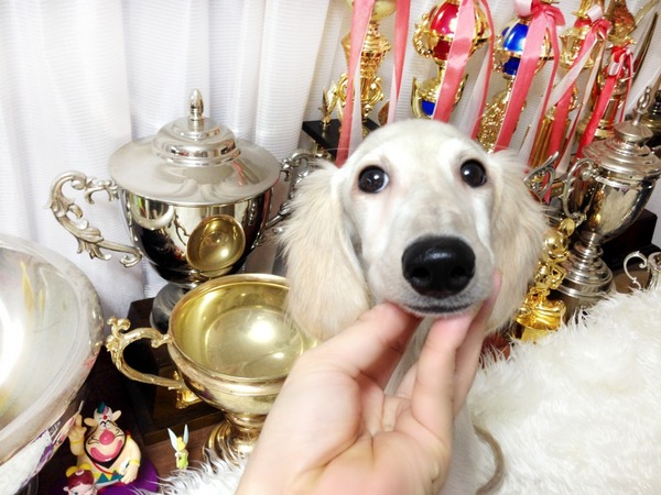 ドッグショーに出すには少々サイズが小さくなりました 犬の販売 776