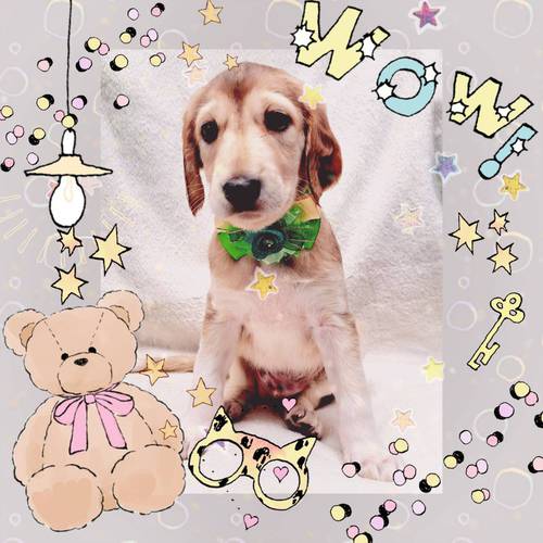 珍しい サルーキー 男の子兄弟 犬の販売 836