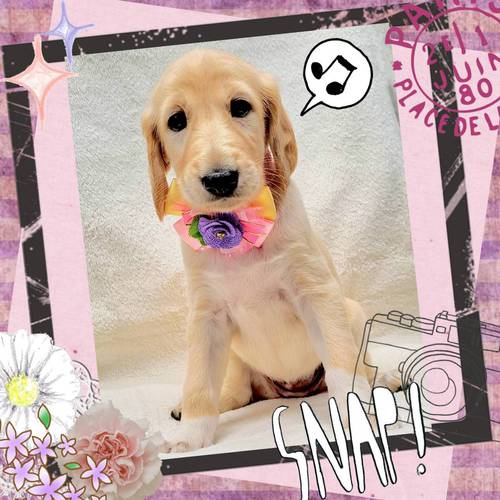 件名なし 子犬販売の情報 犬の販売 837
