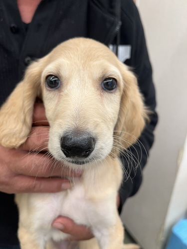 サルーキ 犬の販売・譲渡 848 子犬が沢山生まれました!