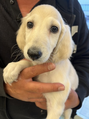 サルーキ 犬の販売・譲渡 849 可愛いぞ、サルーキ