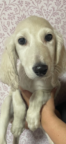 サルーキ 犬の販売・譲渡 850 ホワイトカラー サルーキ