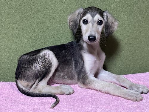 サルーキ 犬の販売・譲渡 858 サルーキ子犬たち!