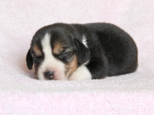 【速報】滋賀県で可愛いビーグル7兄妹誕生!! 犬の販売 2159
