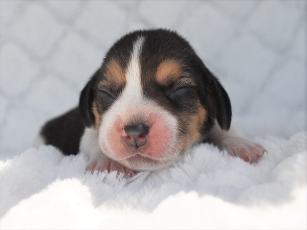 オス1、メス3生まれました 13インチ 愛知県出身 犬の販売 2160