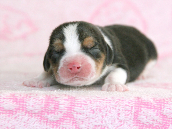 滋賀県で良血統ビーグル7兄妹誕生!! 犬の販売 2165