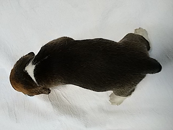 Good!なハウンドカラーのビーグル仔犬♪ 犬の販売 2203
