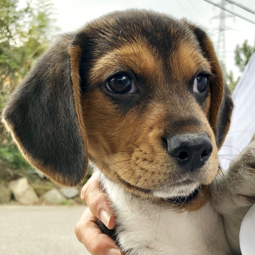 甘えん坊で穏やかな性格の男の子です 犬の販売 2211