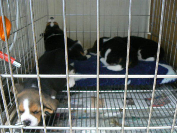 可愛らしい男の仔たち☆彡 犬の販売 2214