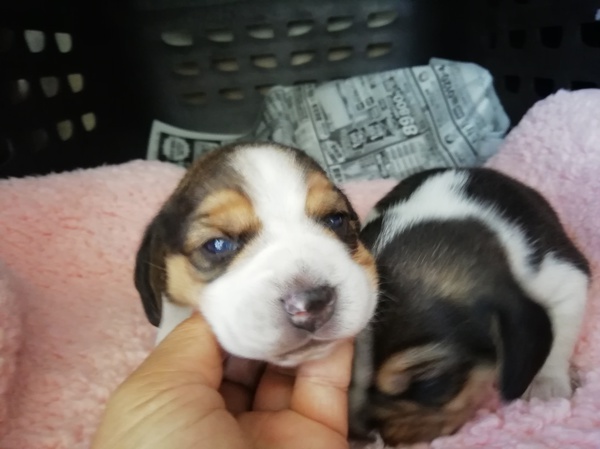 令和ベビーちゃんです 犬の販売 2217