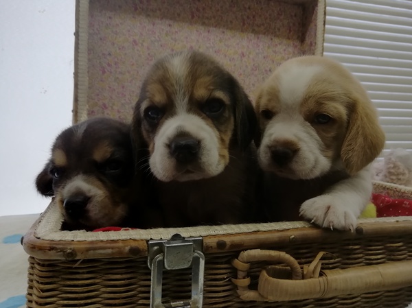 元気にスクスク育ってます。 犬の販売 2218