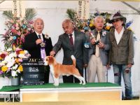 ハイクオリティーな子犬産れています。 犬の販売 2230