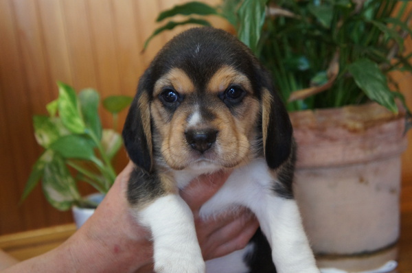 可愛いビーグル3兄妹★ご見学大歓迎!! 犬の販売 2240