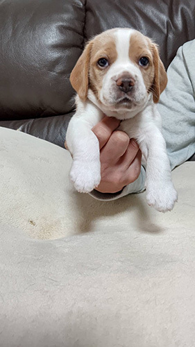 はつらつとした元気な子、ビーグルの男の子! 犬の販売 2246