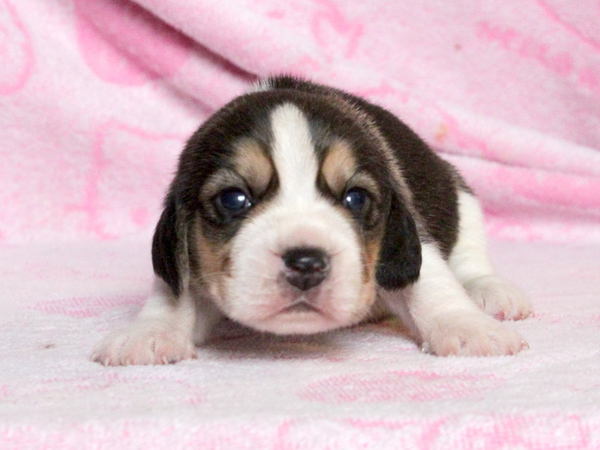 【滋賀県】ご家族決定・ありがとうございました。 犬の販売 2257