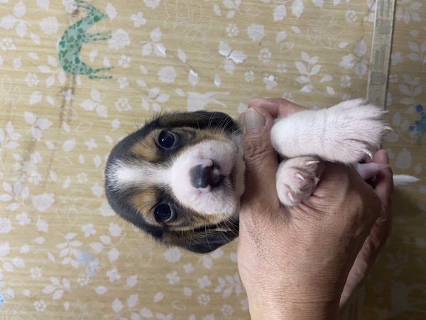 ★かわいい顔に自信あり★キャッシュバック1万円 犬の販売 2261