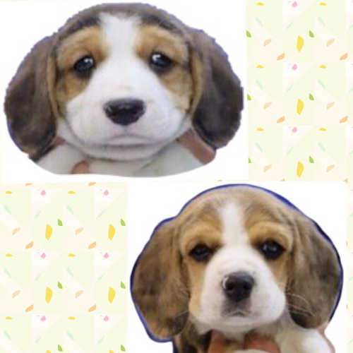 ビーグルの女の子 2匹 犬の販売 2270