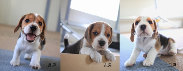 ガッチリボーイズ 犬の販売 2273