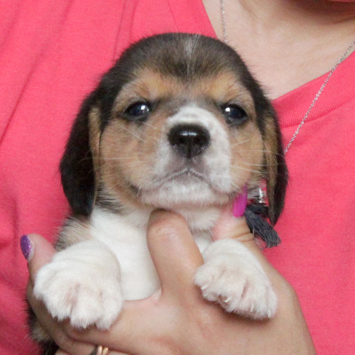 【滋賀県】ご家族決定・ありがとうございました。 犬の販売 2276