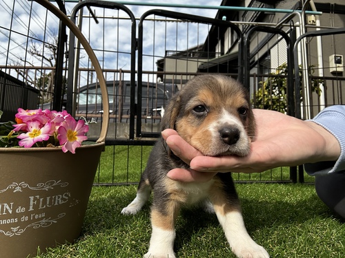 ビーグル 犬の販売・譲渡 2287 里親募集のお知らせ