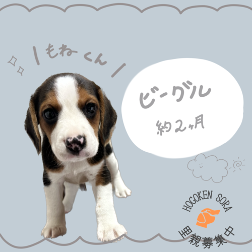 ビーグル 犬の販売・譲渡 2290 有料里親募集のお知らせ