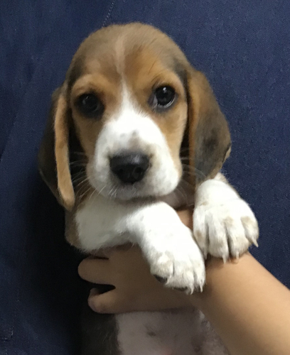 ビーグル 犬の販売・譲渡 2291 もっちりした男の子