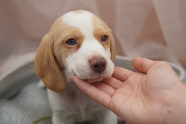 綺麗なお目目と毛色のビーグルくん! 犬の販売 2292