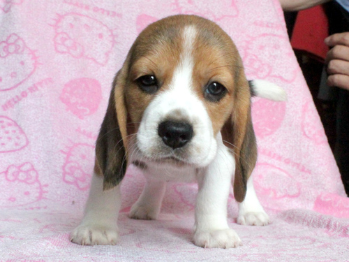 ビーグル 犬の販売・譲渡 2295 ご家族決定・ありがとうございました。