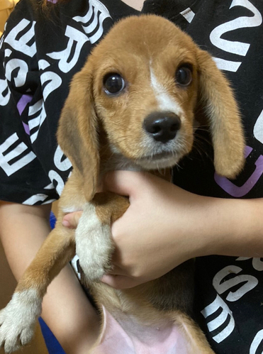 ビーグル 犬の販売・譲渡 2297 とても小さい女の子 一歳