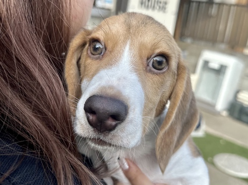 ビーグル 犬の販売・譲渡 2300 わんぱく元気っ子なビーグル!