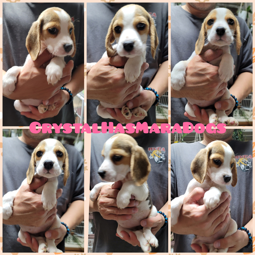 ビーグル 犬の販売・譲渡 2308 母親輸入犬の子犬が産まれました。