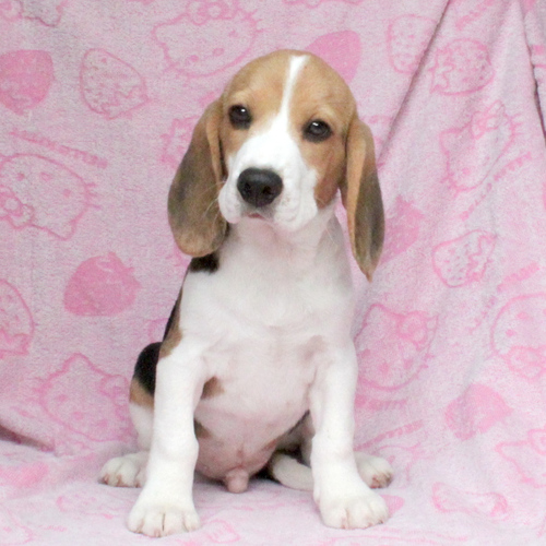 ビーグル 犬の販売・譲渡 2310 ご家族が決定しました。ありがとうございました。