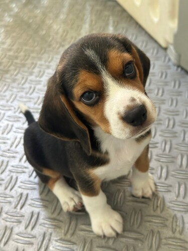 ビーグル 犬の販売・譲渡 2321 かわいい男の子
