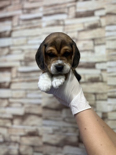 ビーグル 犬の販売・譲渡 2323 ブラックホワイト&タン 男の子