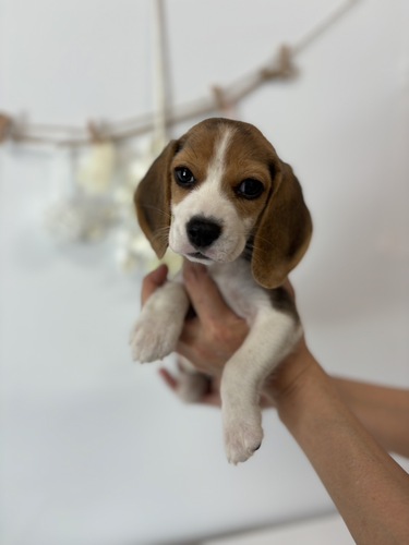 ビーグル 犬の販売・譲渡 2324 とっても美人な女の子です!